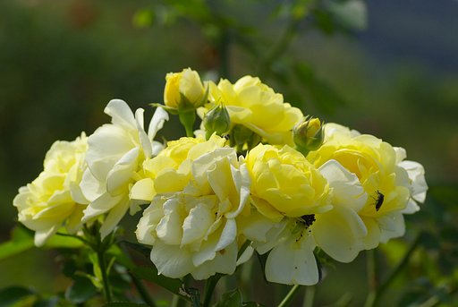 薔薇のブーケ