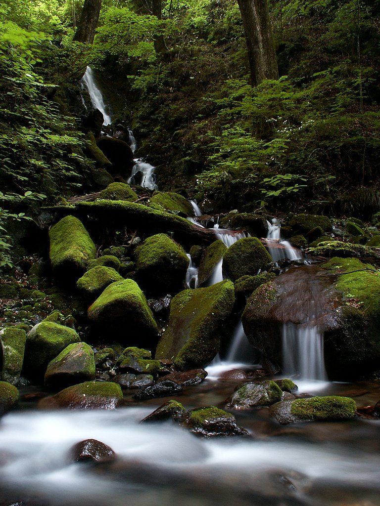 【水】苔むす流れ