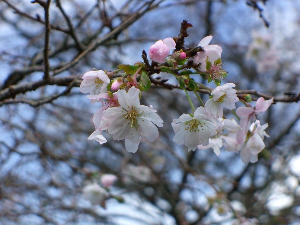 １０月桜