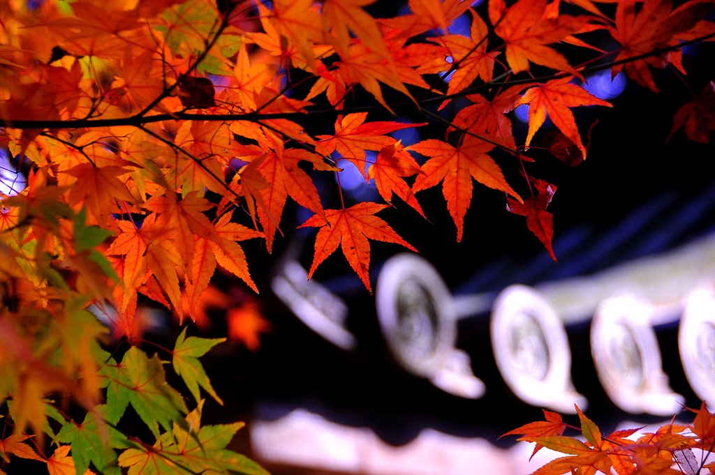山寺のモミジ