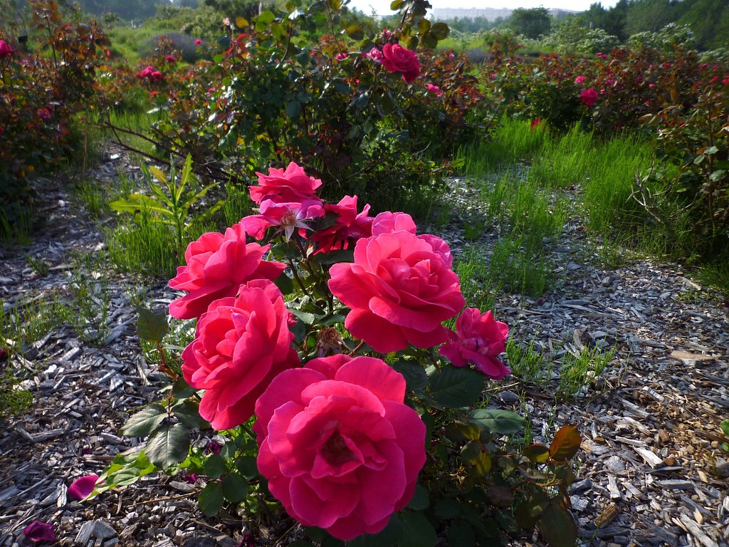 ローズカラーの薔薇♪