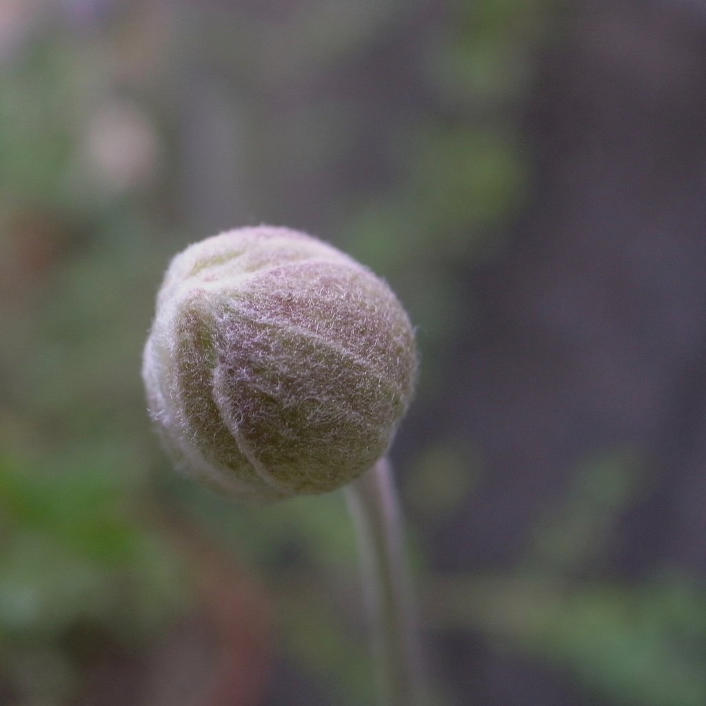 秋明菊の蕾