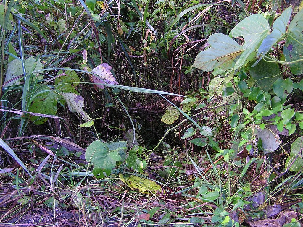 ヌートリアの獣道