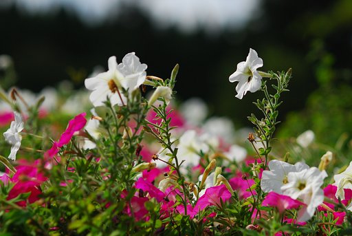 ペチュニアの花畑