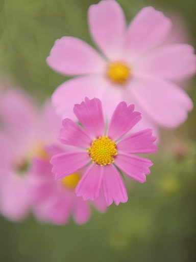 【秋】桜（コスモス・スタンプ）