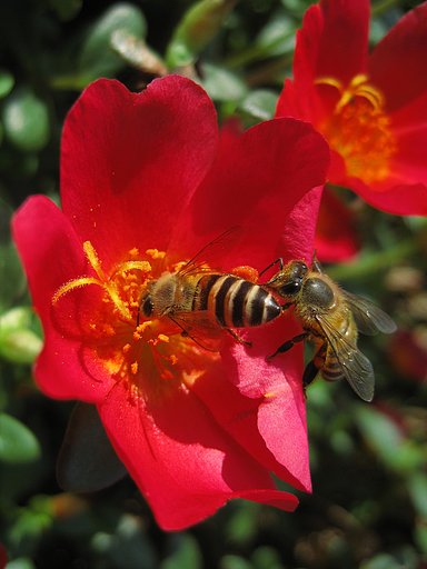 御堂筋の蜜蜂