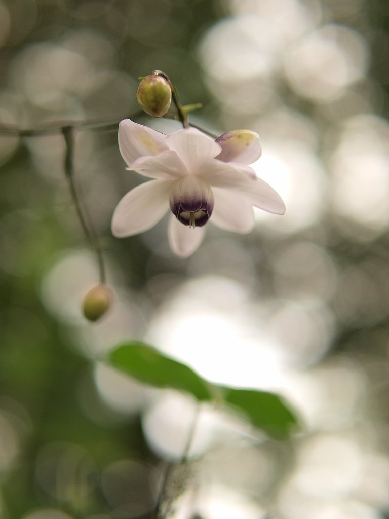 花ちゃいまんねん皮でんねん