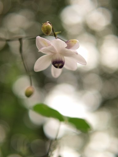 花ちゃいまんねん皮でんねん