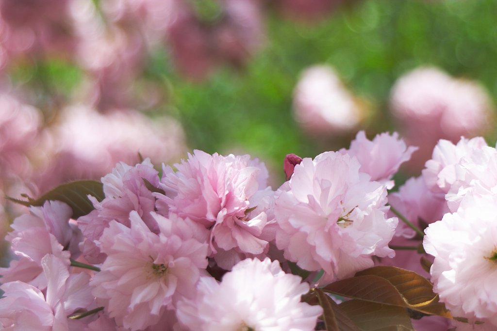 八重桜