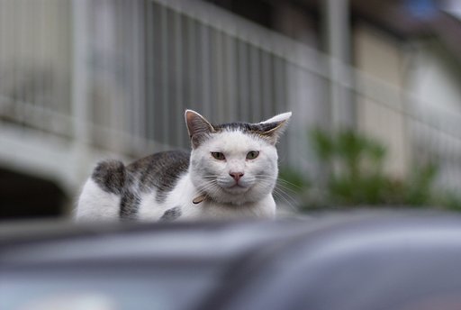 MAMIYAーSEKOR　C　80/1.9N