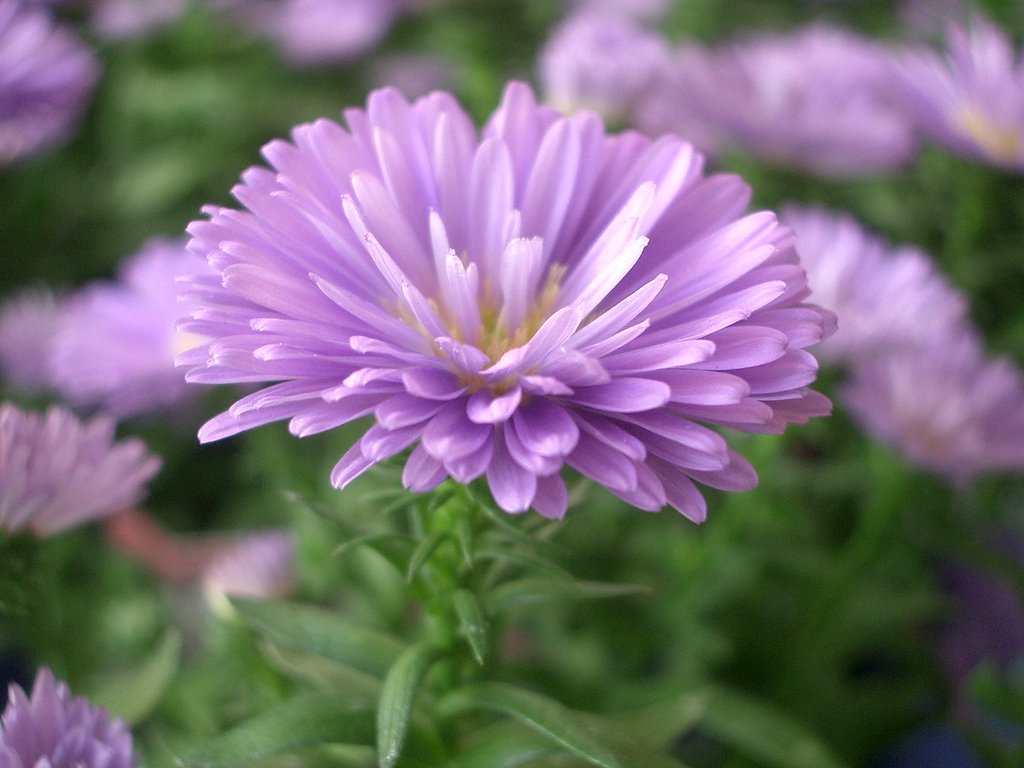 アスター