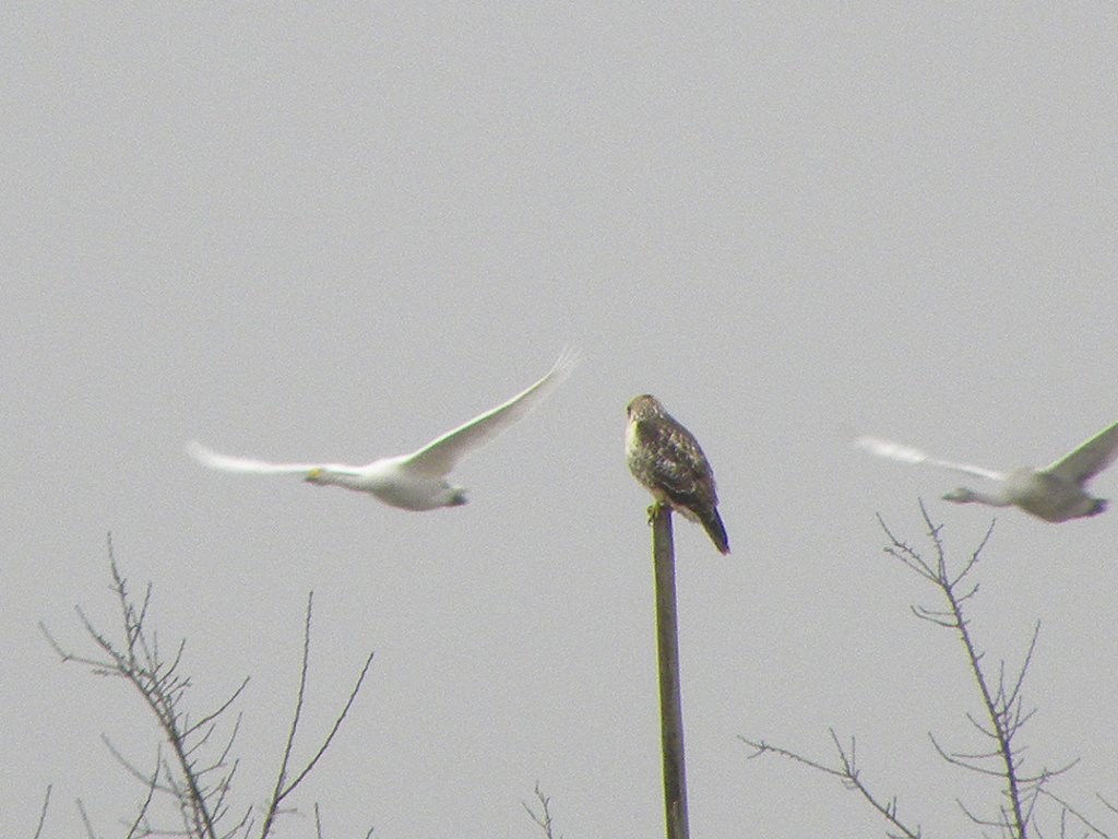 ノスリ？と白鳥