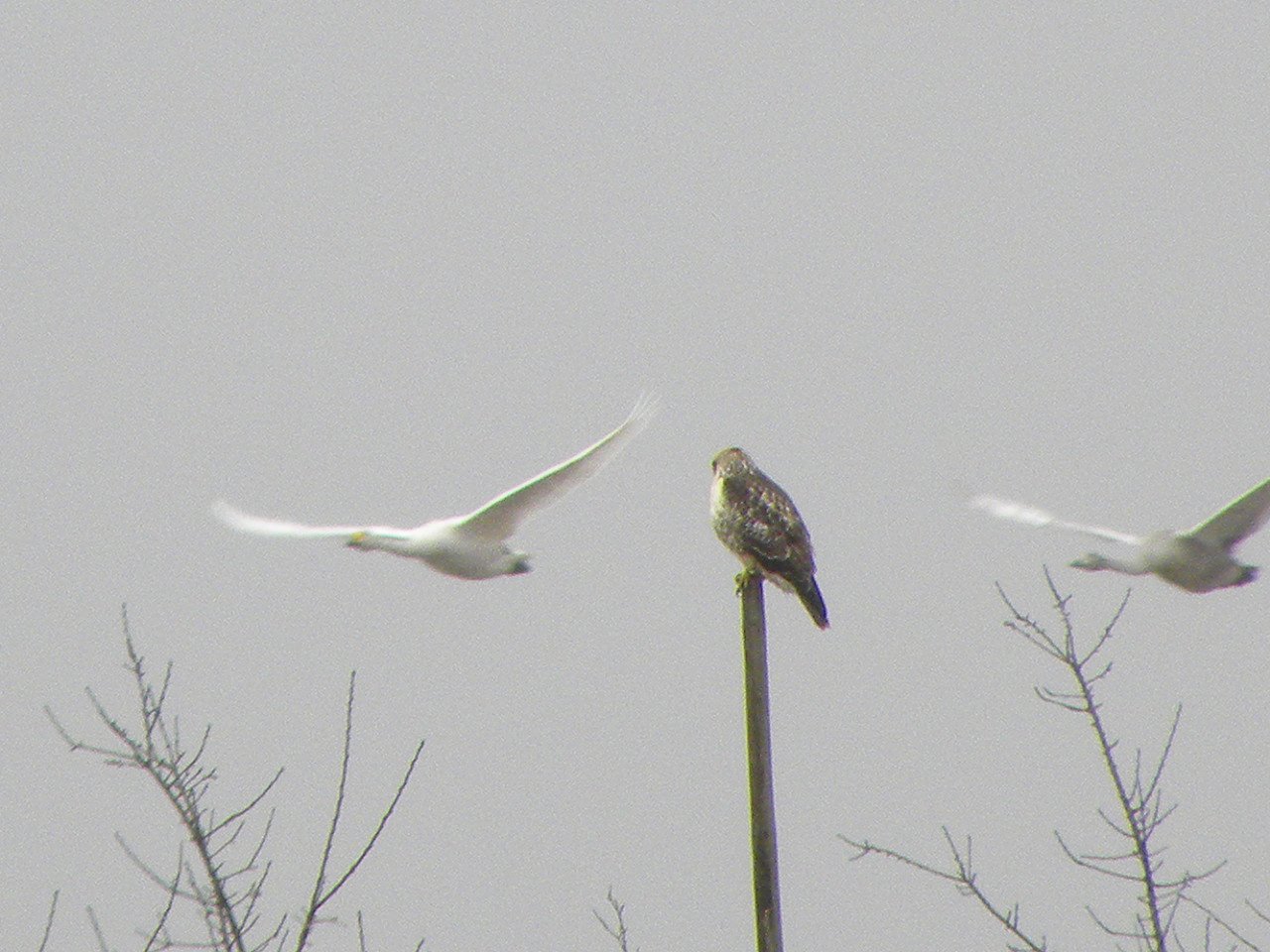 ノスリ？と白鳥