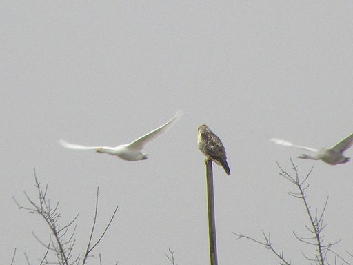 ノスリ？と白鳥