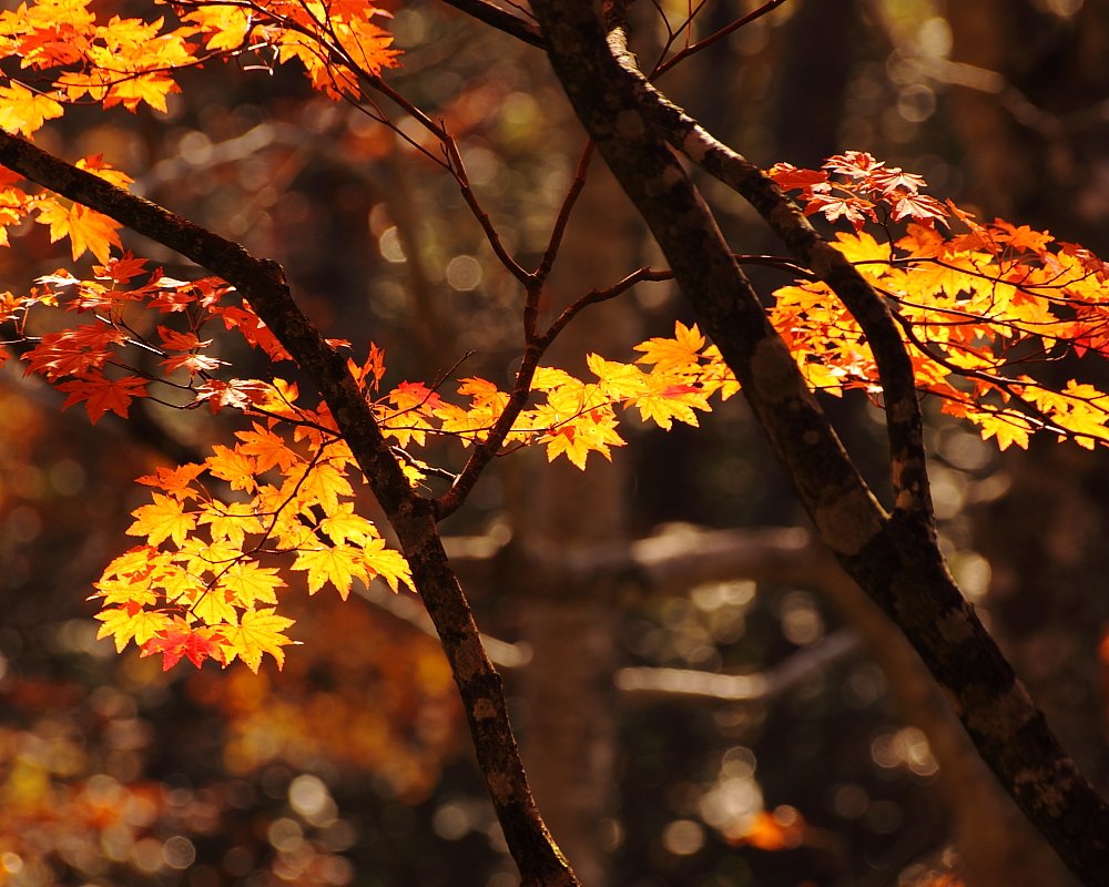 紅葉道楽