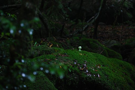 もののけの森にて