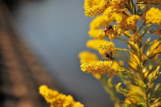 背高泡立草