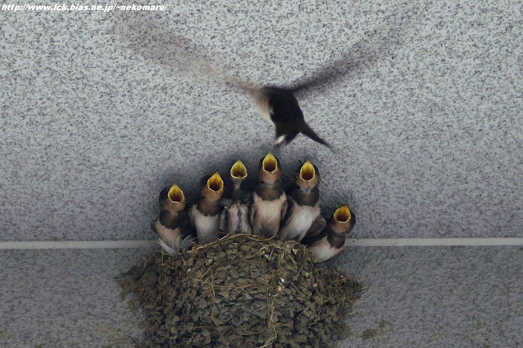 野鳥写真とは・・・燕