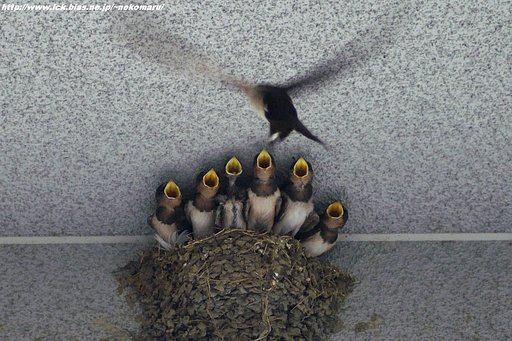 野鳥写真とは・・・燕