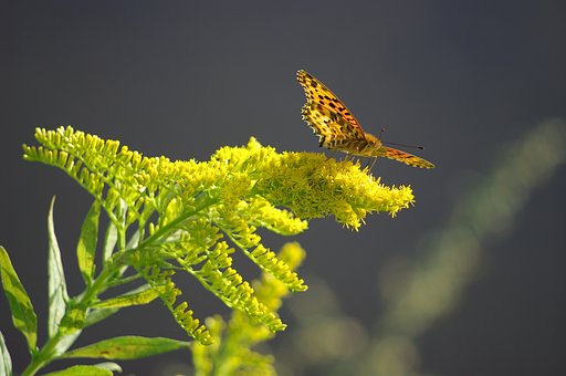 ヒョウモンと秋の花