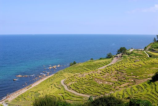 稲刈り直前の千枚田