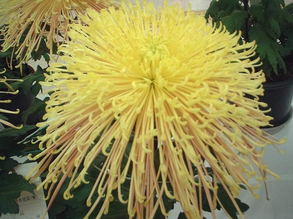 菊1