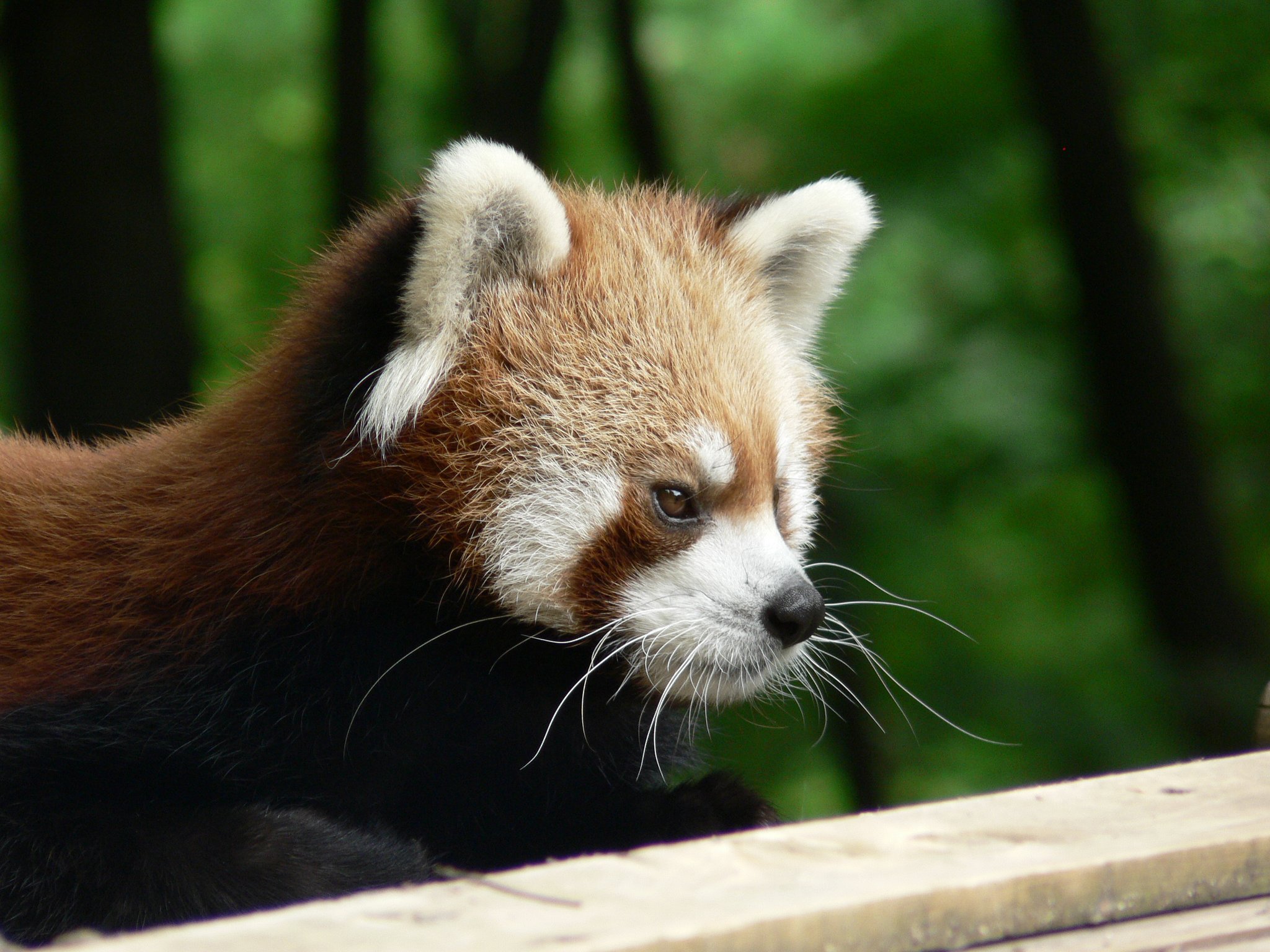 茶臼山動物園のレッサーパンダ①