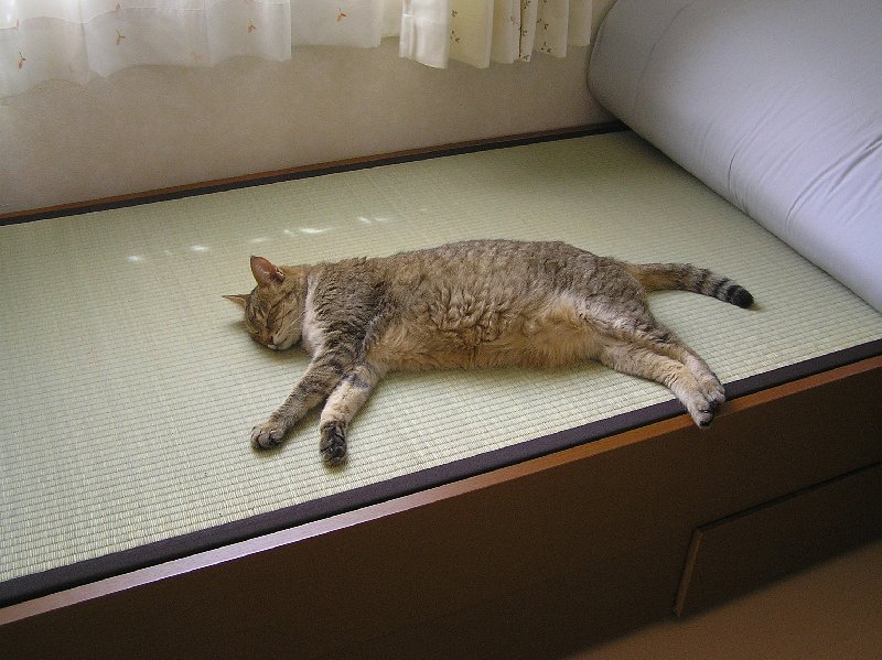 涼しい
