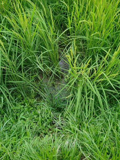 猪様がお通りだい!