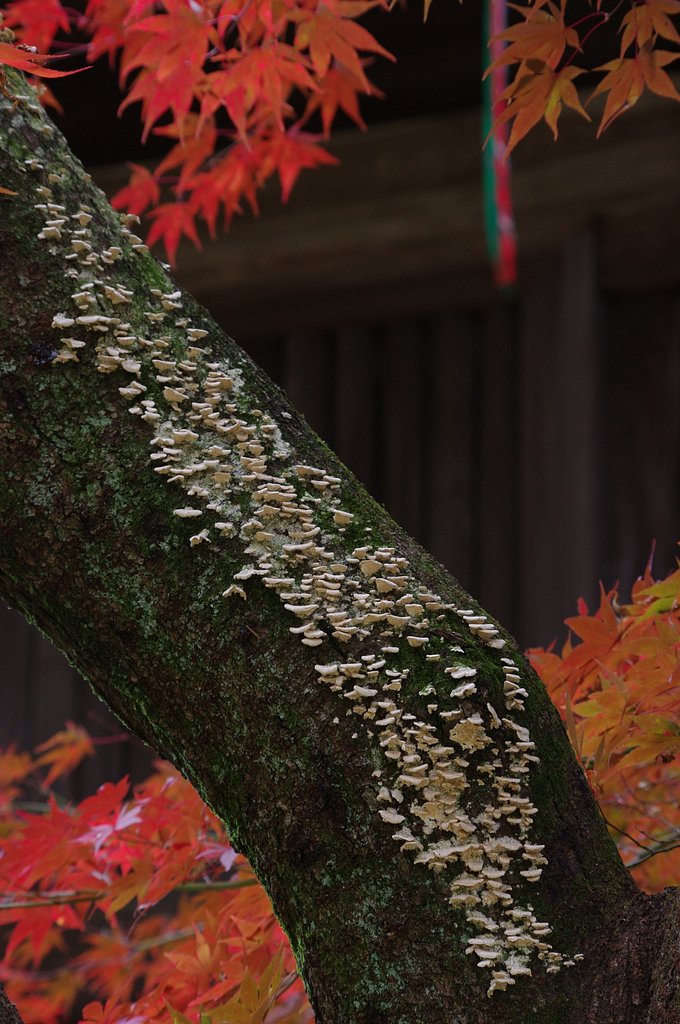 古木の貫録