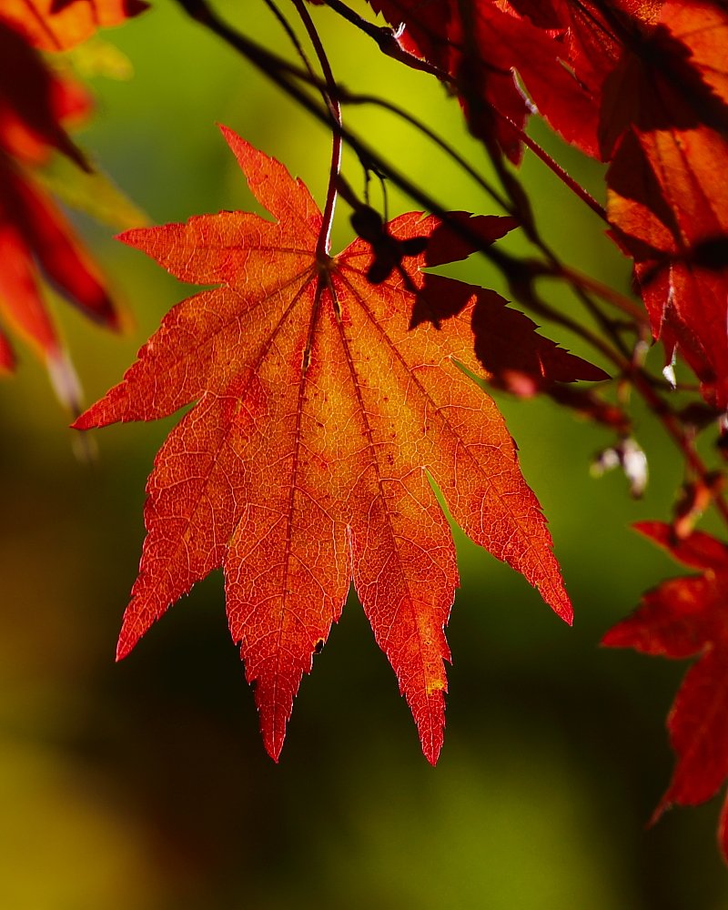 紅透過
