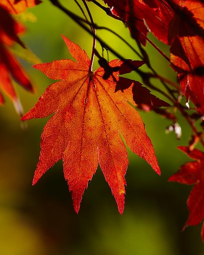 紅透過