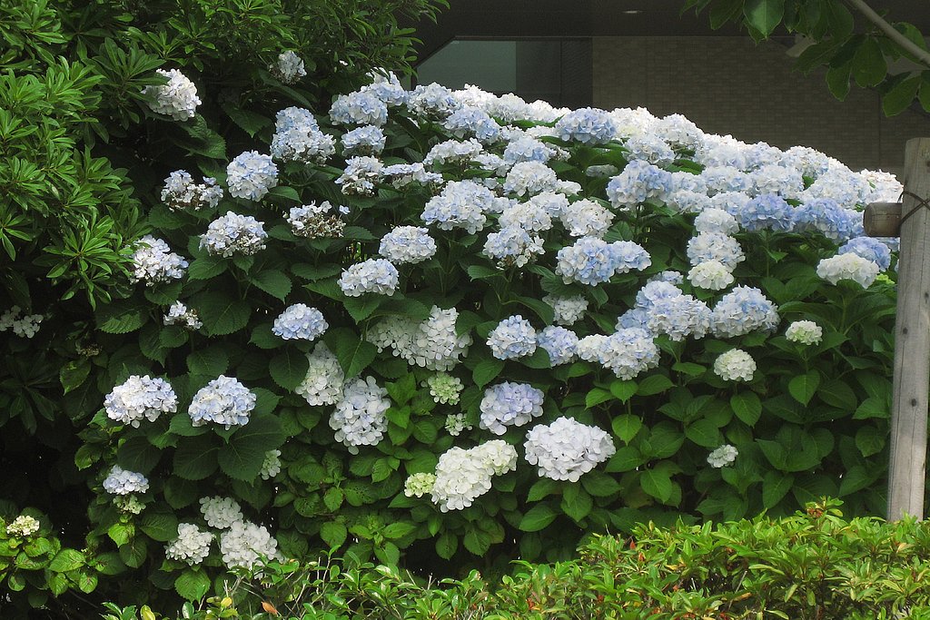 紫陽花満彩