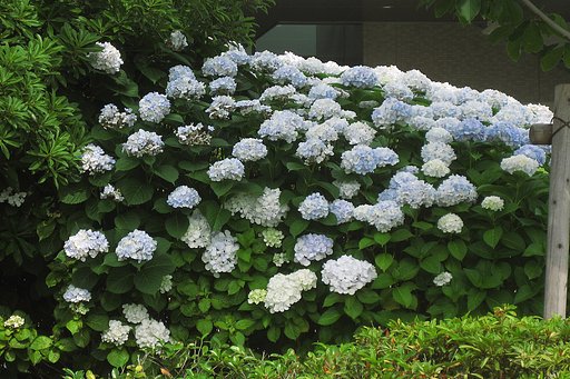 紫陽花満彩
