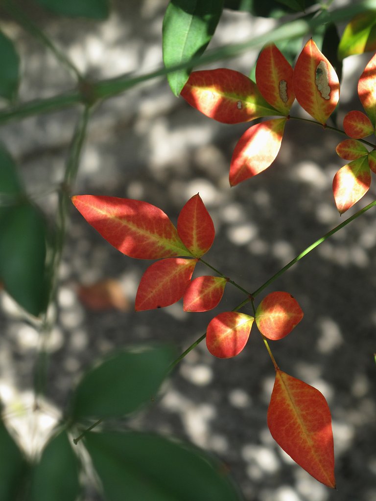 南天の紅葉