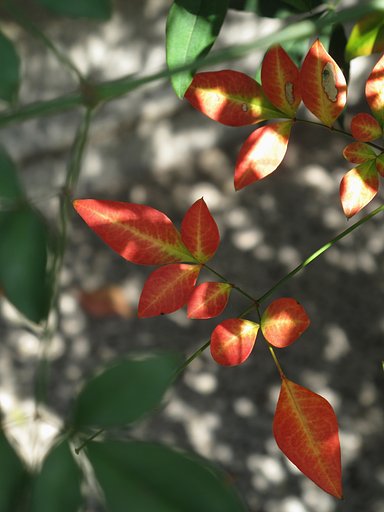 南天の紅葉