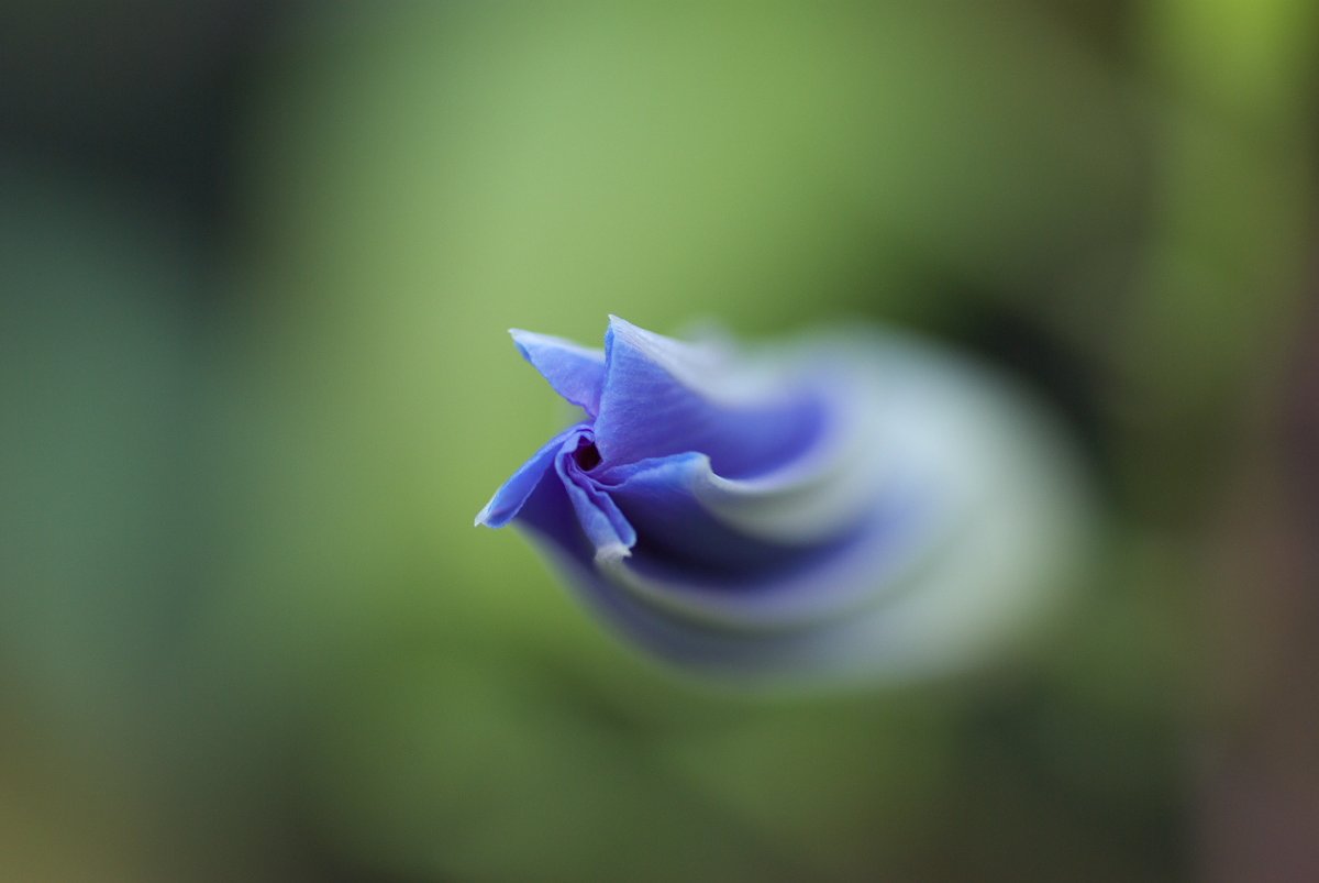 蕾