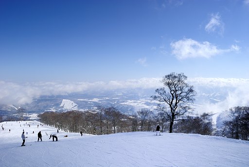涼しげな