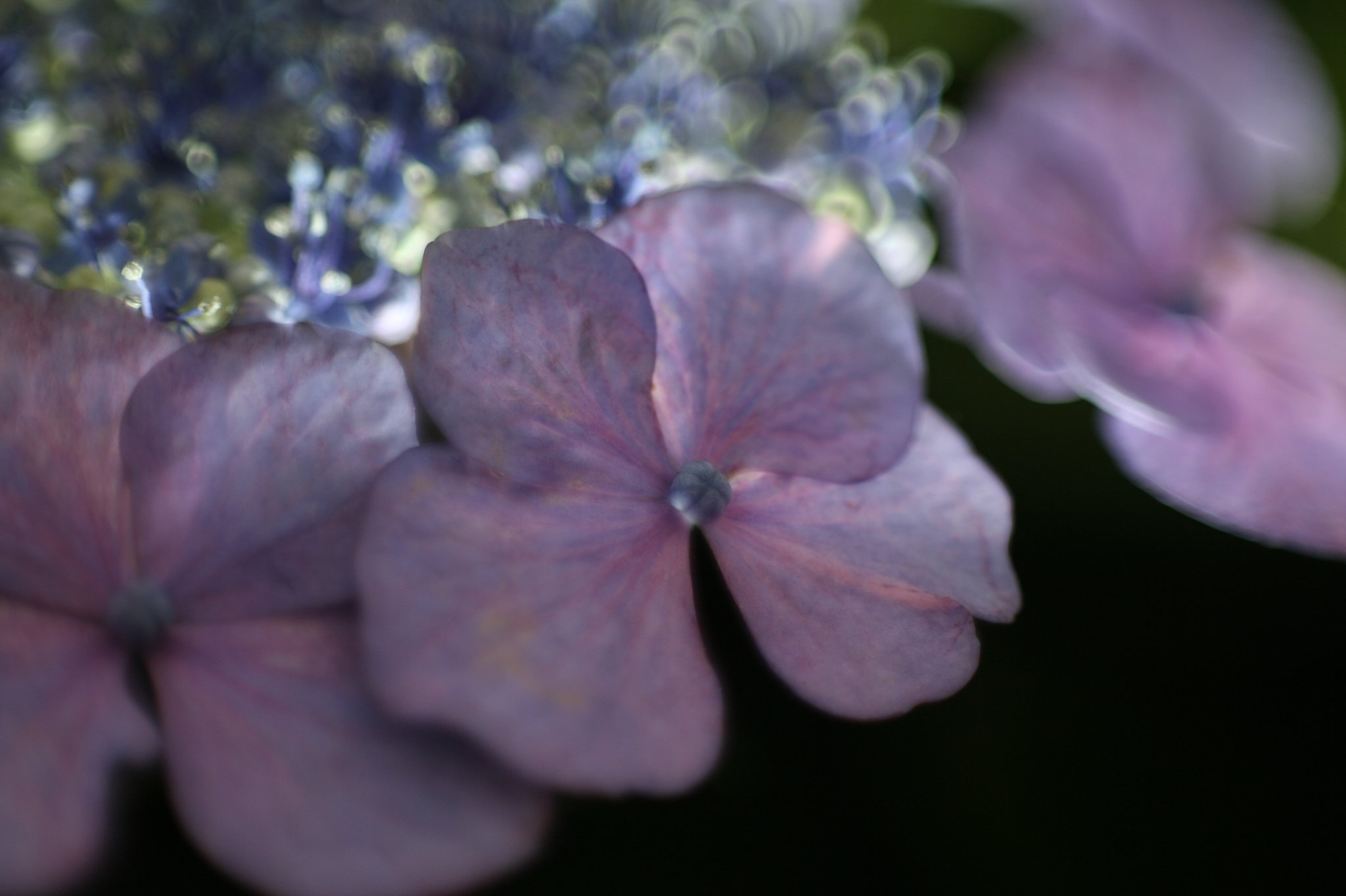 萼紫陽花