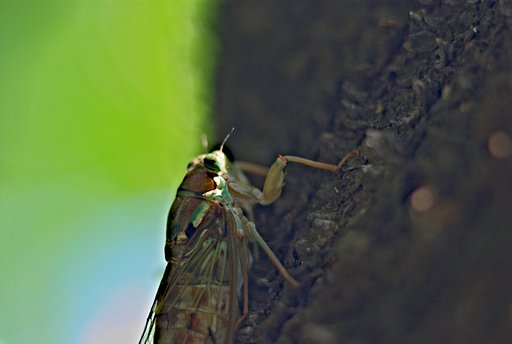 ヒグラシかも