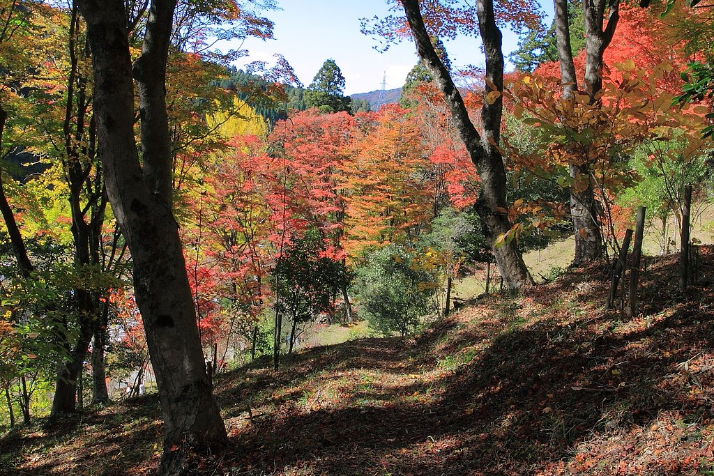 紅葉−Ⅱ