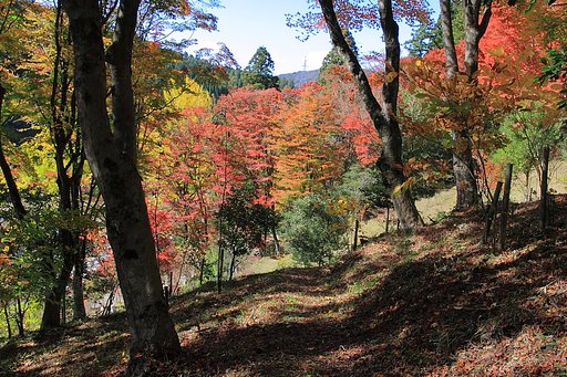 紅葉−Ⅱ