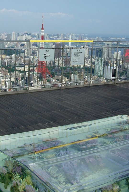 【水】東京タワーと珊瑚