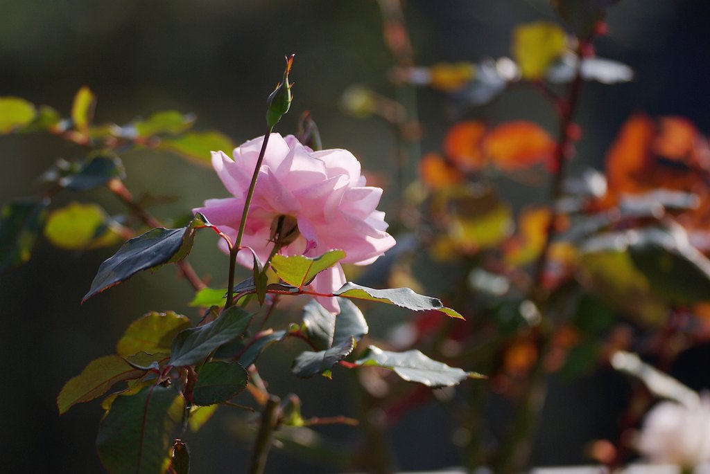 【秋】　秋の薔薇