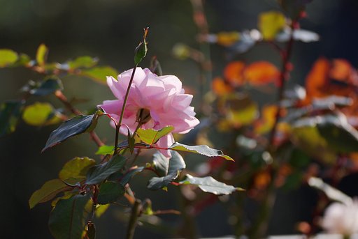 【秋】　秋の薔薇