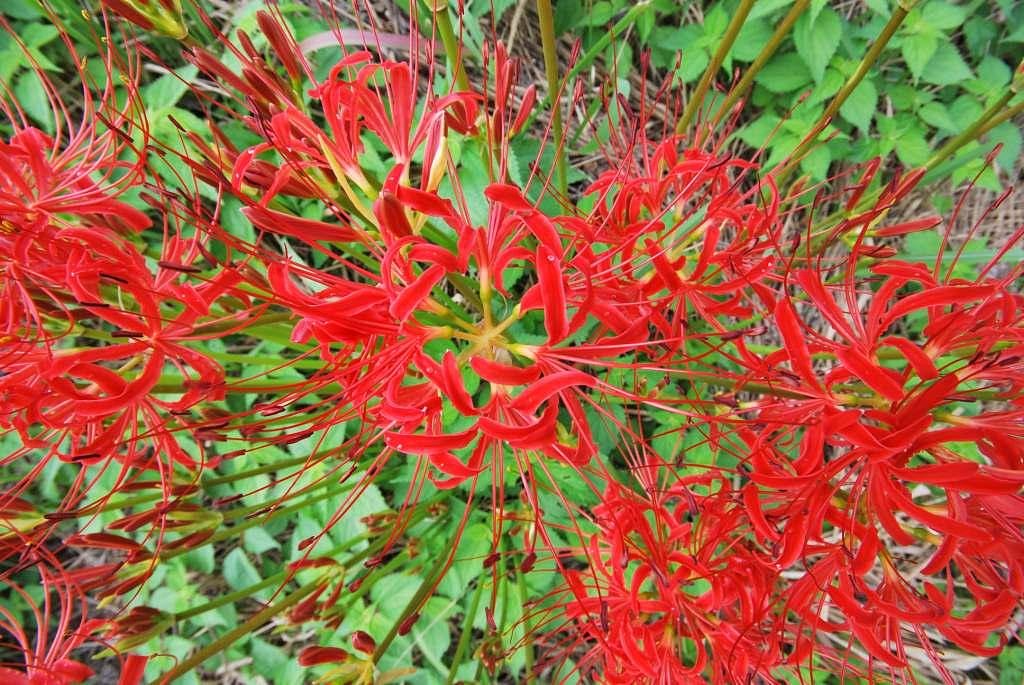 花火の如く