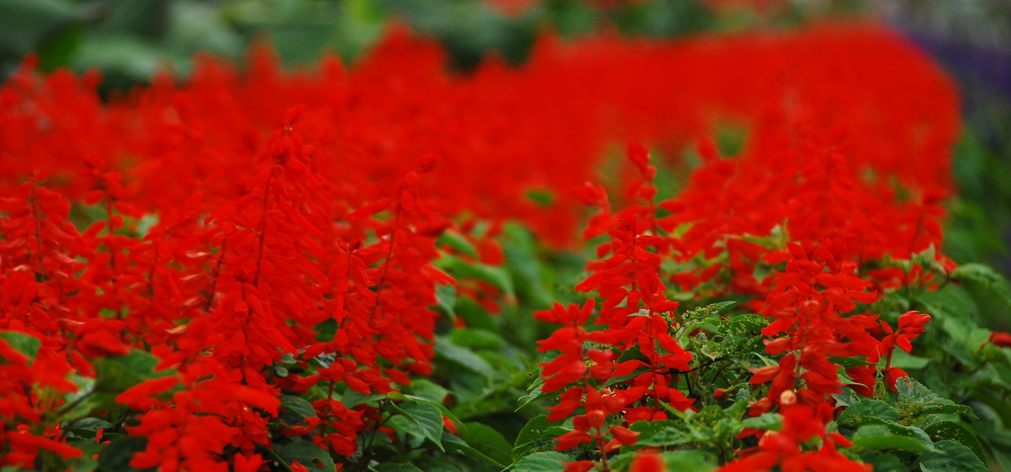 サルビアの花畑