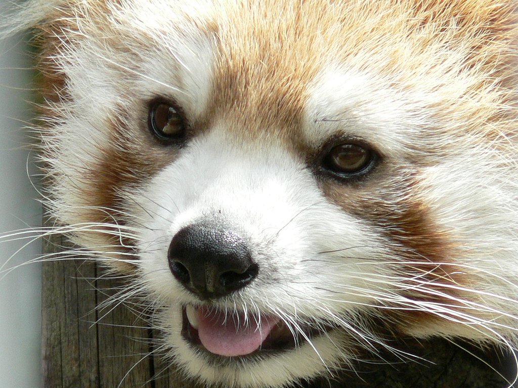 茶臼山動物園のレッサーパンダ②