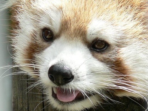 茶臼山動物園のレッサーパンダ②