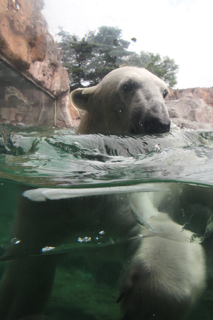 シロクマくん　やあ〜